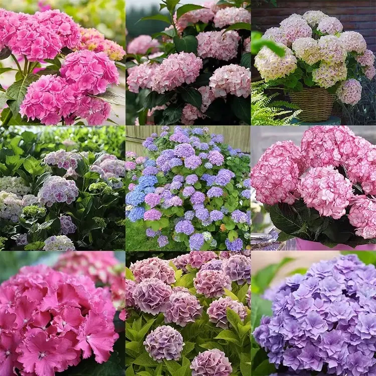 四季绣球花苗品种小苗大花绣球无尽夏盆栽花苗