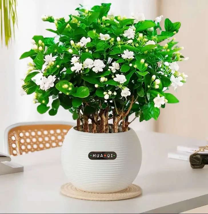 带花苞横县茉莉花盆栽四季开花室内外种植好养活绿植好养活植绿植