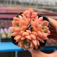 6#埃及艳后单多头起多肉植物  前男友精品多肉A1239①