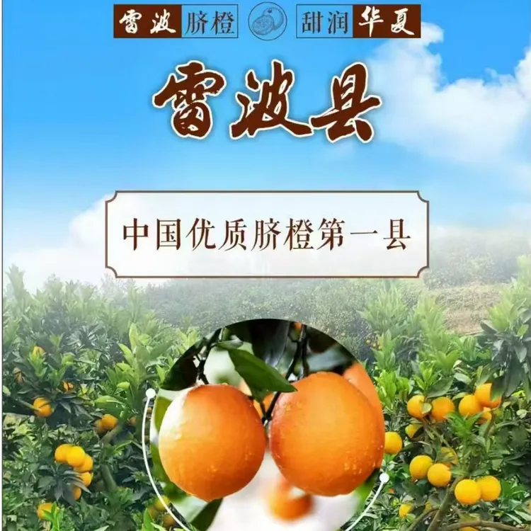 特大果   雷波脐橙 (村干部助农)