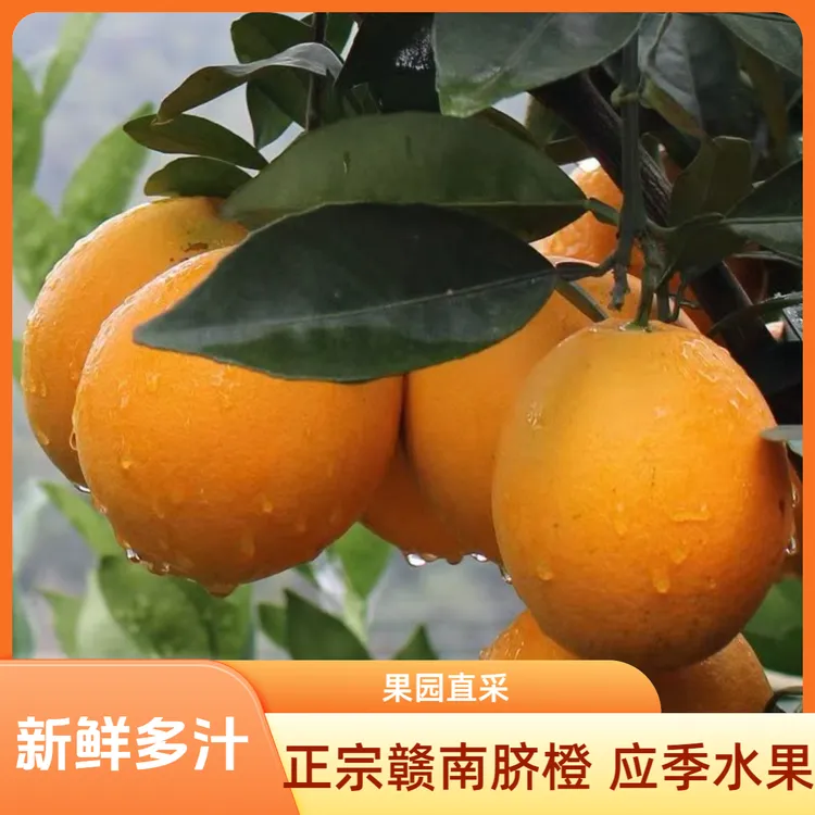 新鲜采摘正宗赣南脐橙当季水果产地直发香甜爆汁