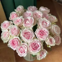 粉红雪山单头玫瑰 任意2单以上发货包邮  鲜花直发