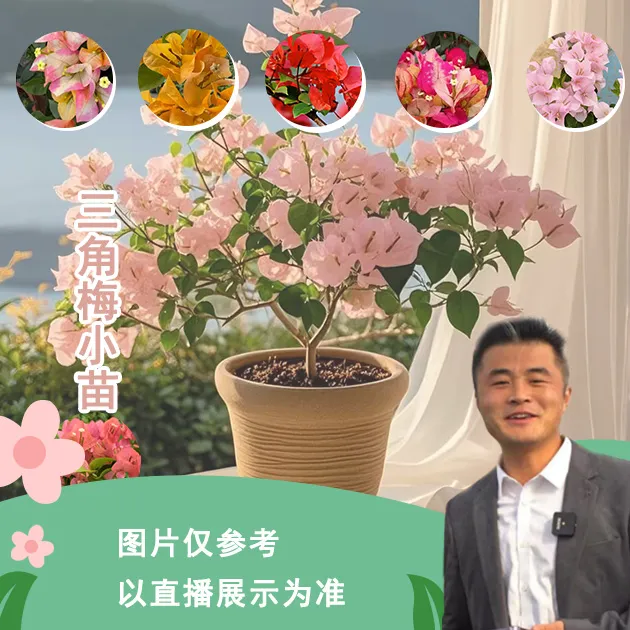 三角梅小苗合集喜光易养护勤花室内室外阳台庭院盆栽地栽观赏植物