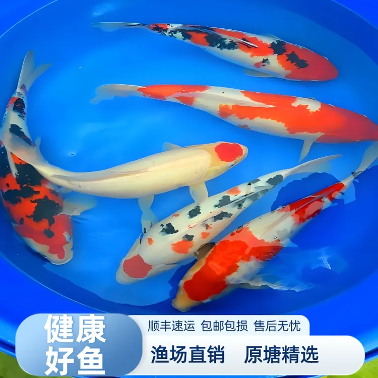 31-36锦鲤活鱼观赏鱼好养冷水黄金红白大正三色活体中大型锦鲤鱼