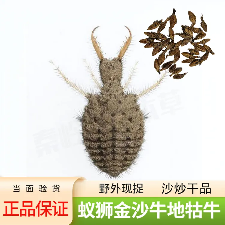 【正品保证】炒制加工蚁狮幼虫地牯牛金沙牛倒退牛干品包邮