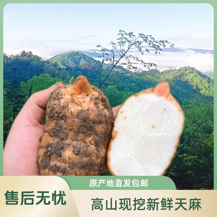 高山现挖新鲜天麻原产地发货包邮