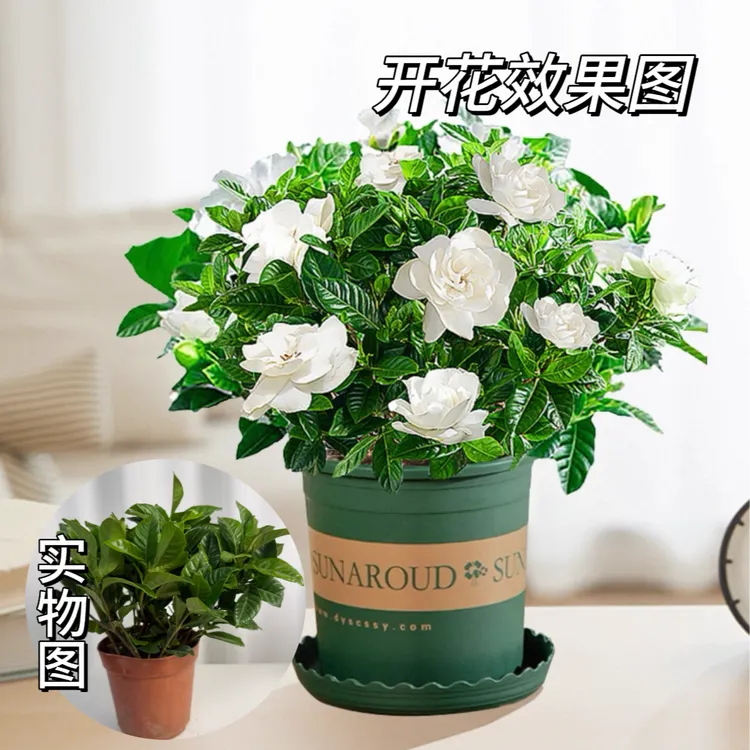 大叶栀子花盆栽幼苗花卉浓香型美观庭院阳台花卉绿植当前无花苞