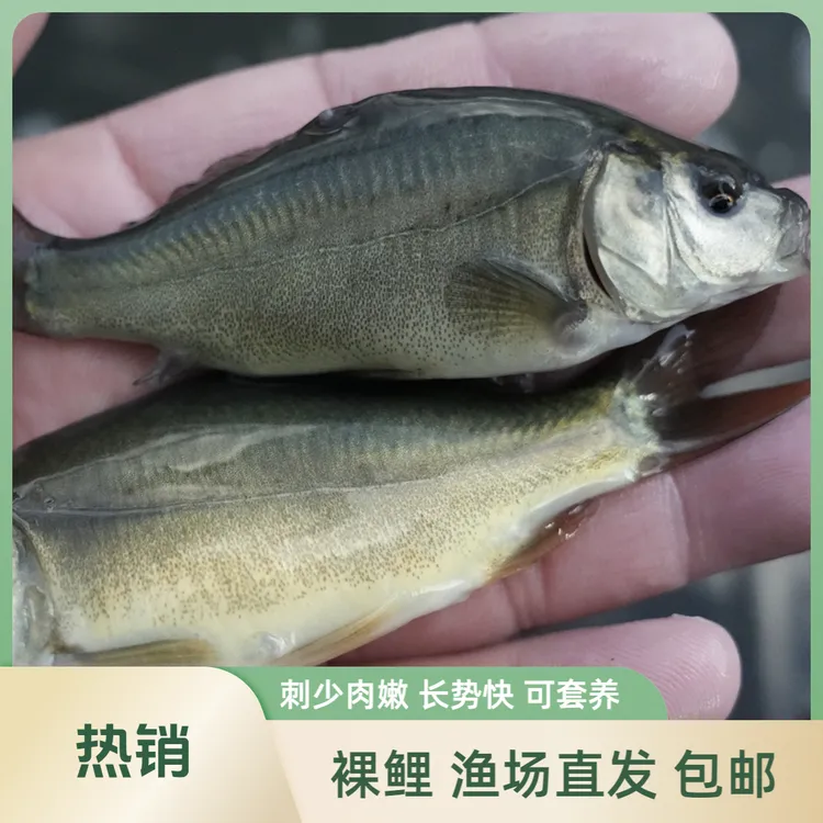 【活体】贵州优质裸鲤鱼裸斑无鳞鱼（5-9厘米）观赏鱼淡水鱼冷水鱼