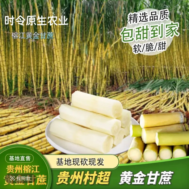 【甘蔗试吃装】陶山甘蔗一样甜的贵州村超黄皮甘蔗产地直卖清甜脆爽