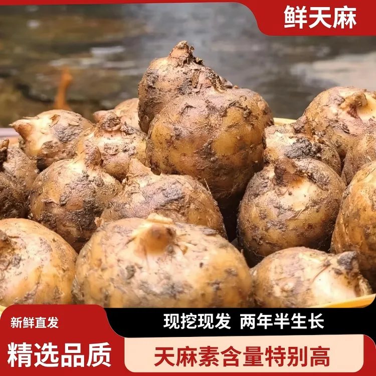 小草坝林下新鲜天麻