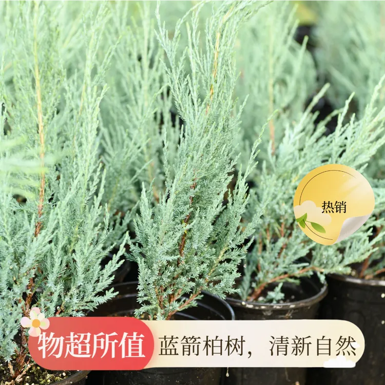 落基山圆柏‘蓝箭’珍稀蓝色系花园植物柱状窄冠蓝剑柏