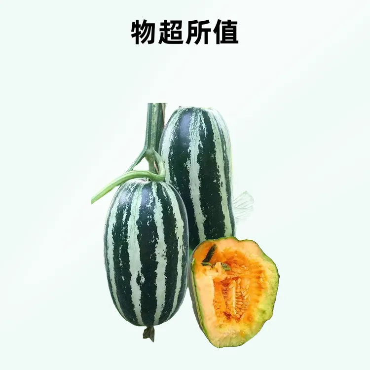 冰糖子甜瓜单质磷肥种家庭阳台小院盆栽地栽四季可种商品图