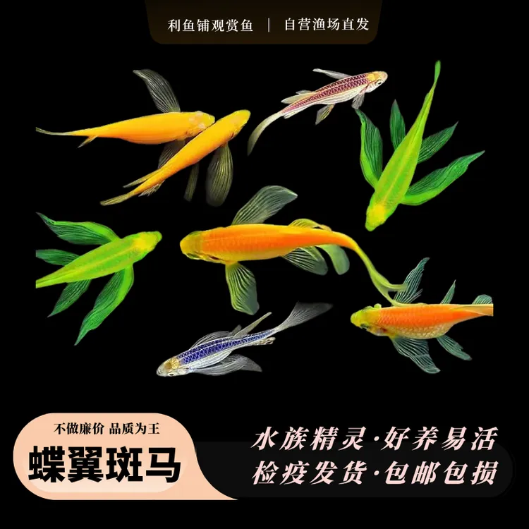 【渔满仓】4色马卡龙蝶翼斑马鱼长尾长鳍大帆观赏鱼群游小型好养