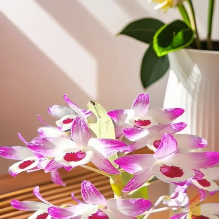 石斛直播链接一物一拍（自行下单无效）