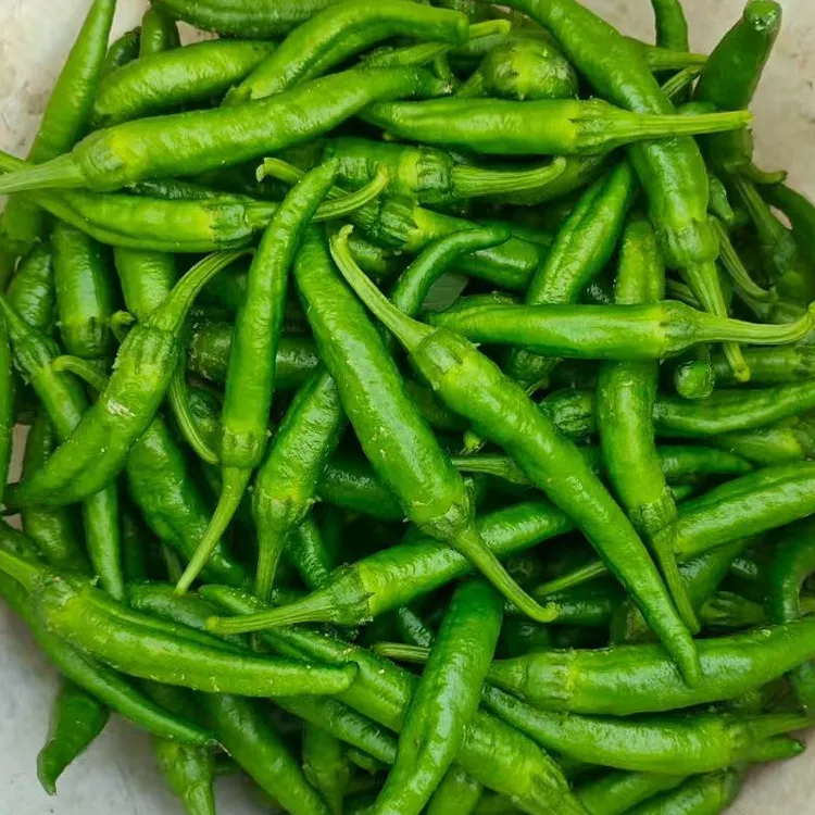 新鲜现采湖南樟树小辣椒薄皮小青椒基地自种港椒蔬菜农家菜特色菜