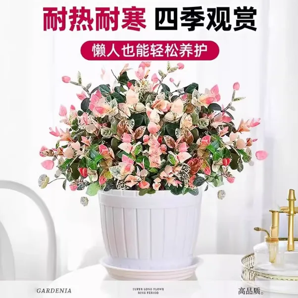 花叶络石耐旱花卉盆栽网红植物花卉绿植盆栽爬藤绿植垂吊好养四季