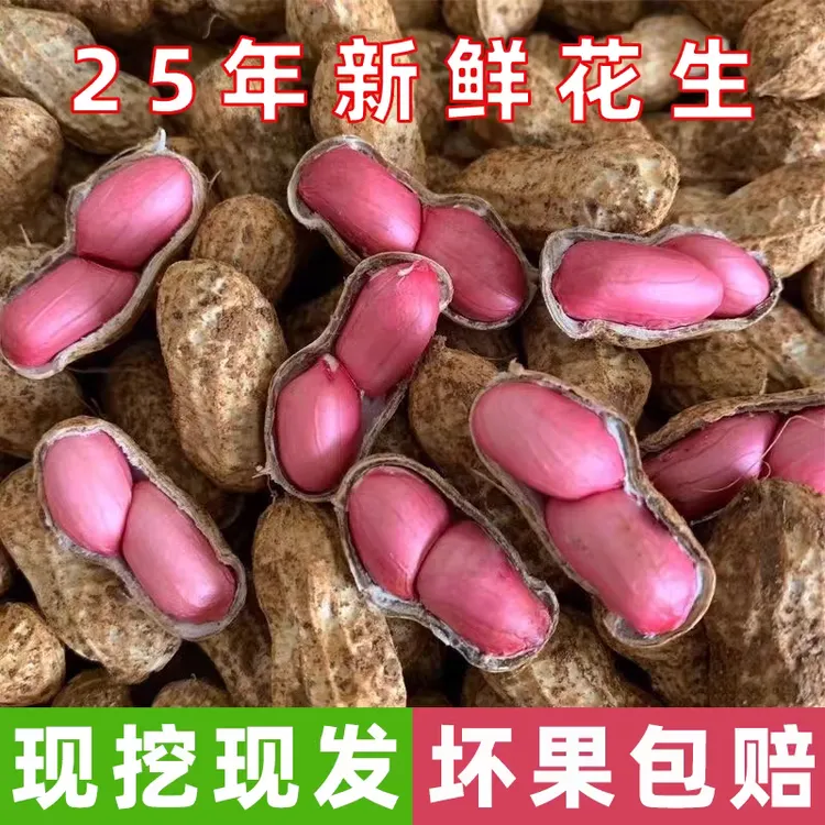 新鲜现挖带壳带泥红皮湿花生可水煮可煲汤
