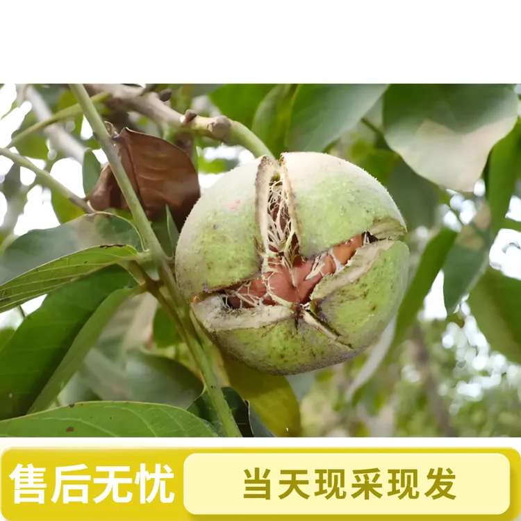 2025云南保山高山野核桃新鲜湿核桃薄壳脆嫩美味醇香孕妇零食