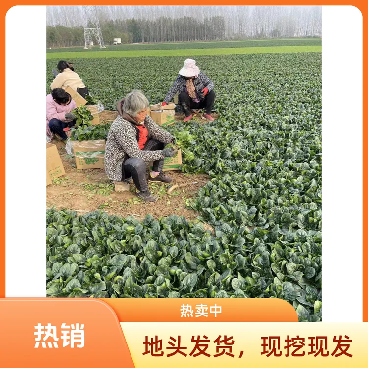 河南露天霜打矮杆红根趴地小菠菜正宗新鲜青菜叶菜矮脚矮脚青菜