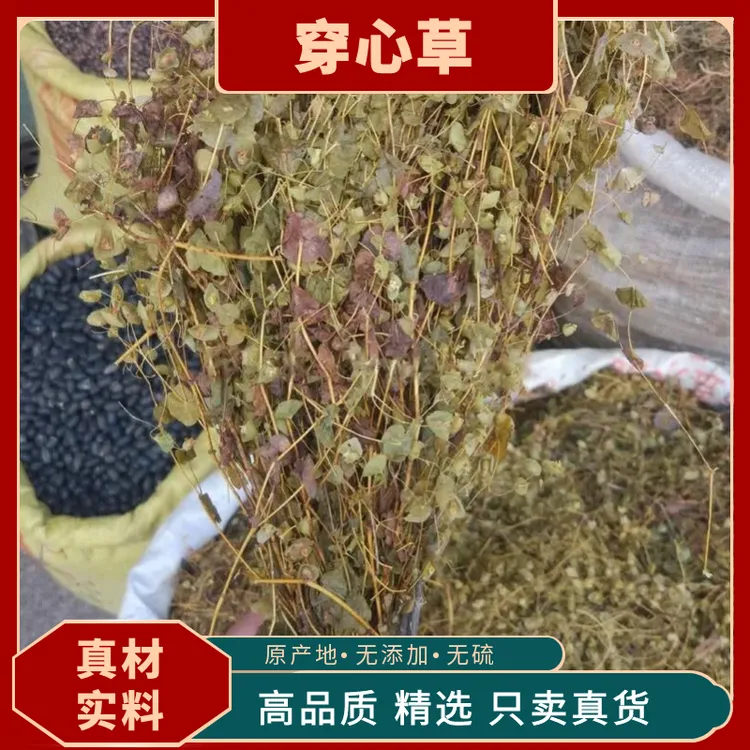 穿心草穿钱草顶心风狮子草串钱草干货商品穿心草野生中药材茯苓