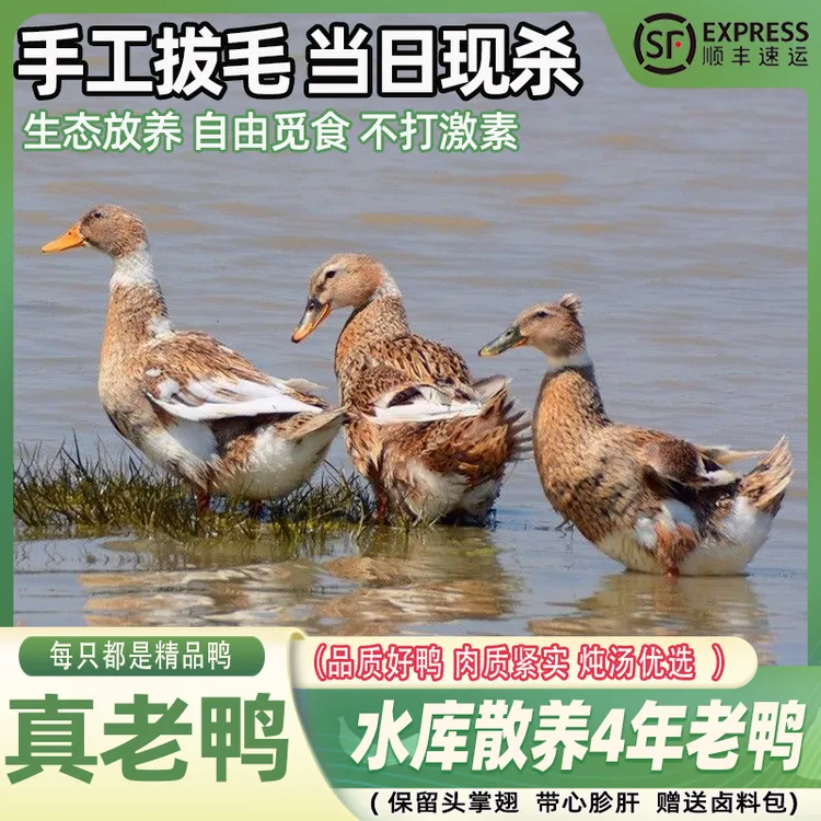 【品质甄选】4年农家散养老鸭土鸭子溪水散养鸭子正宗农家散养鸭子