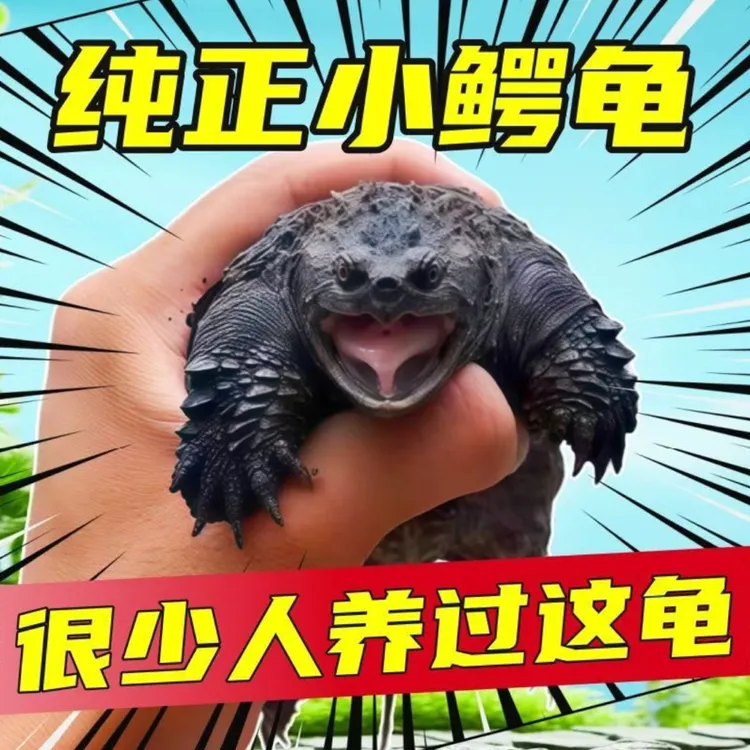 小鳄龟纯佛鳄龟苗鳄鱼龟鲜活北美鳄龟杂佛鳄龟黑佛鳄龟活体小乌龟
