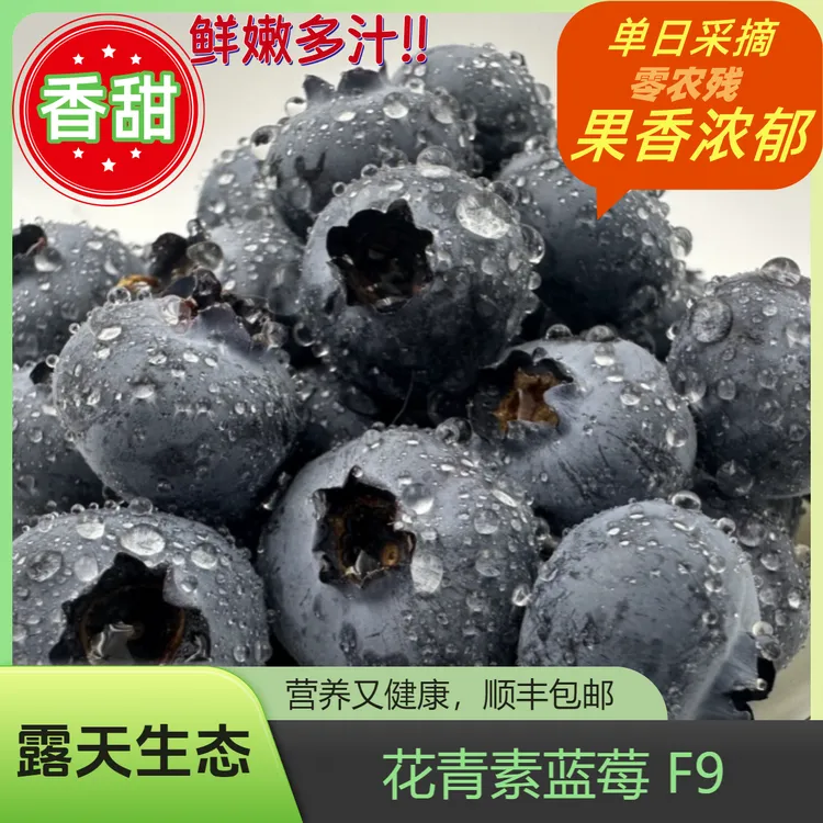 【F9花青素生态蓝莓】云南露天生态种植精选新鲜现采顺丰产地直发