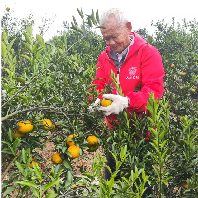 2024年正宗新会陈皮新皮专用