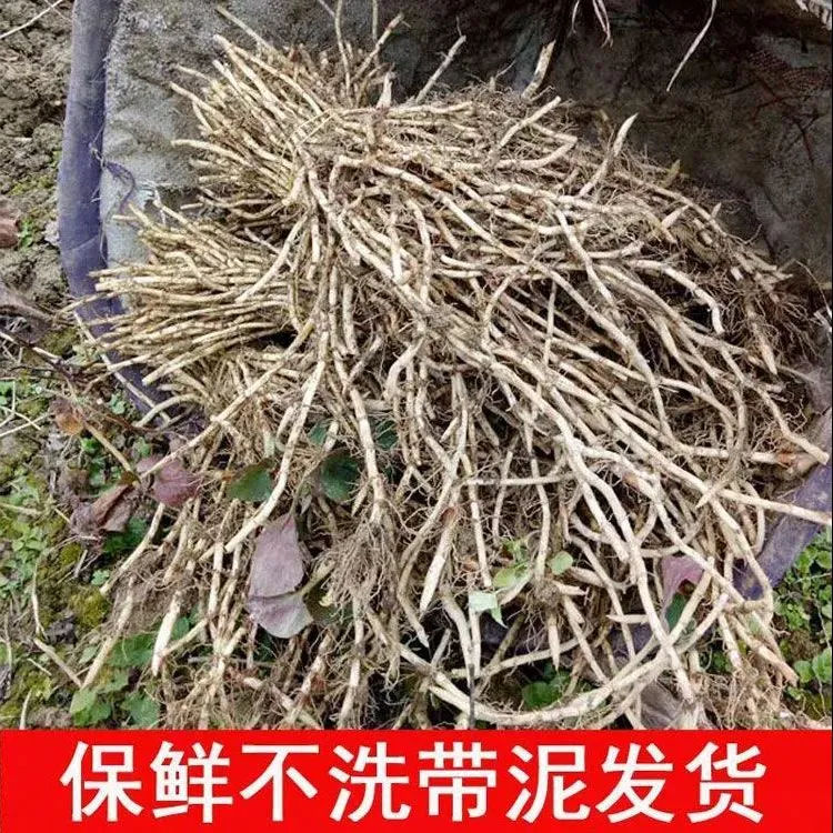 四川农家现挖带泥鱼腥草猪皮拱新鲜嫩根嫩叶嫩芽折耳根凉拌特产