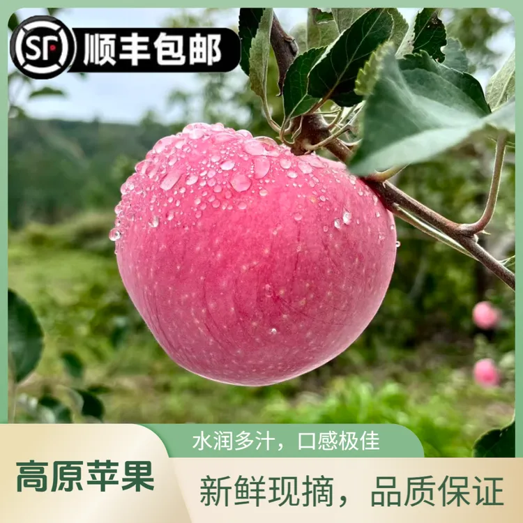 当季山西吉县红富士苹果 新鲜采摘产地直发一级果（小果、中果）