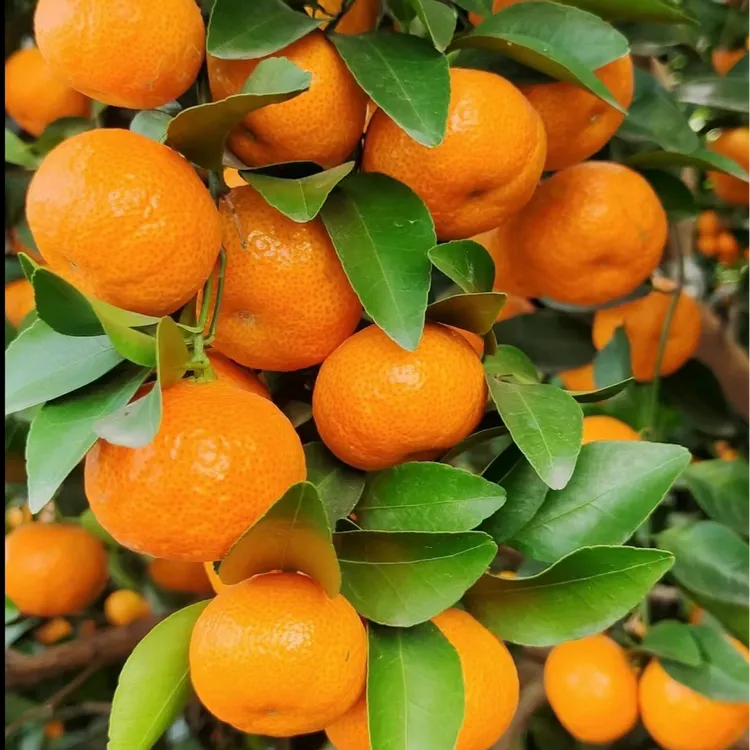 广西桂林蜜广沙糖桔小橘子新鲜采摘应季水果清甜爽口