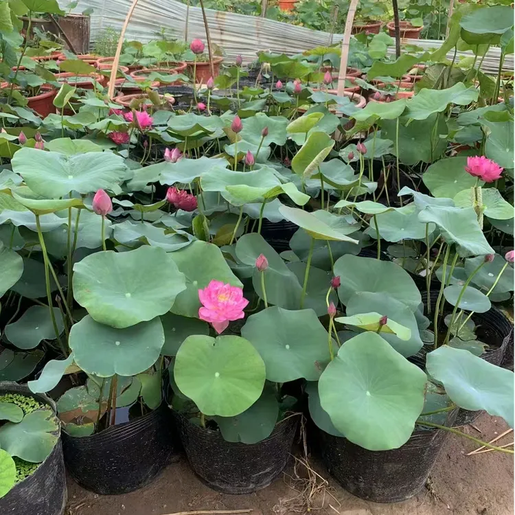 盆栽观赏荷花中小型混色荷花种藕