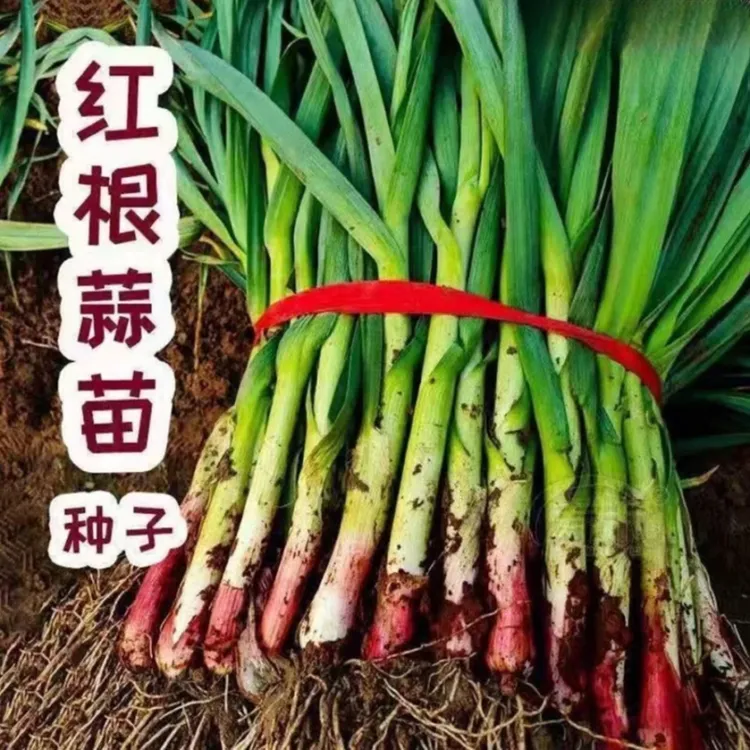 【紫根蒜苗种子】家庭阳台小院盆栽地栽四季种植---mo