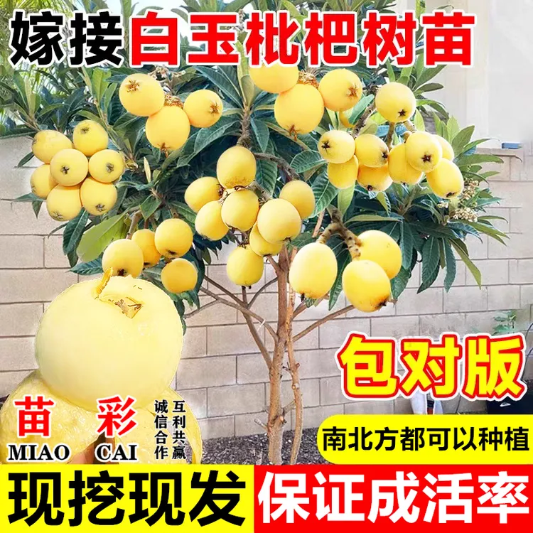 白玉枇杷树苗果苗批杷苗树琵琶嫁接水果树庭院盆栽地栽南北方种植
