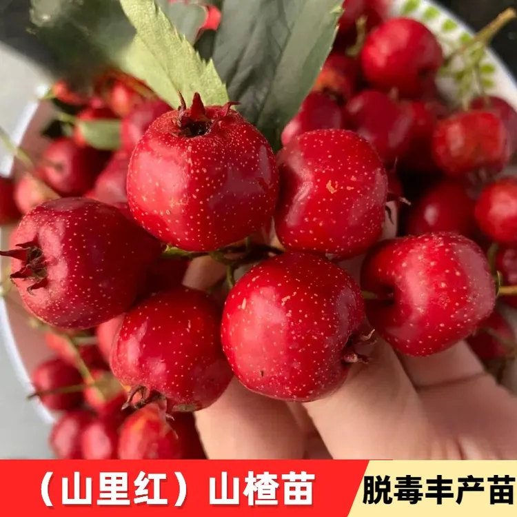 山里红耐寒甜山楂苗山楂树活苗嫁接山楂树苗庭院盆栽地栽种植果树