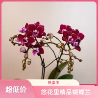 悠花里蝴蝶兰【黑珍珠】(3.0寸)带花带花苞发货