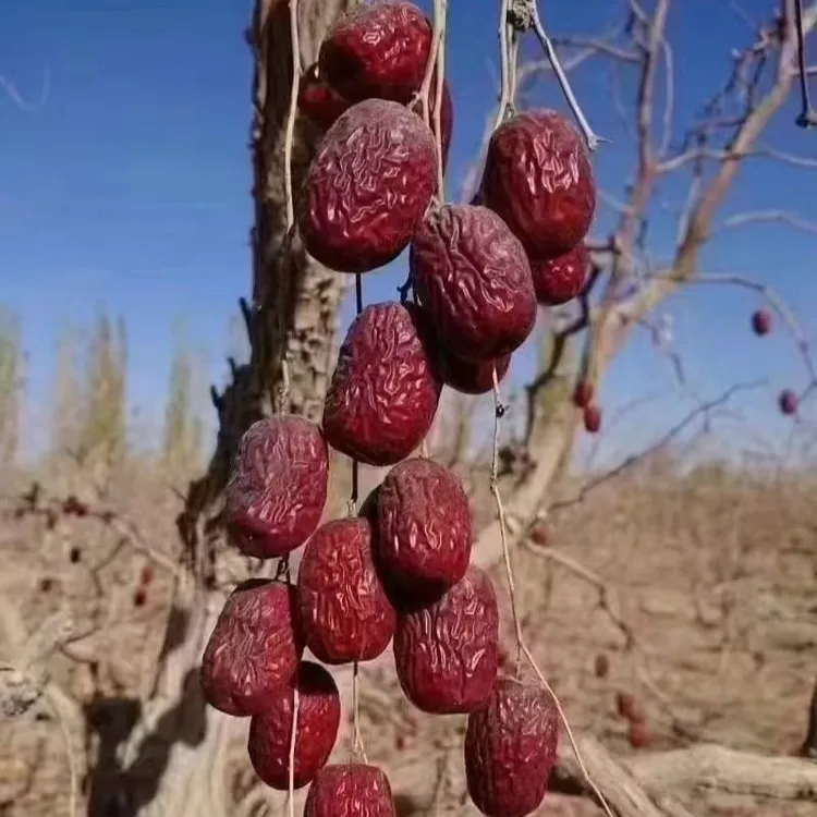 新疆喀什地区直发的25年的的红枣软糯香甜新疆大枣
