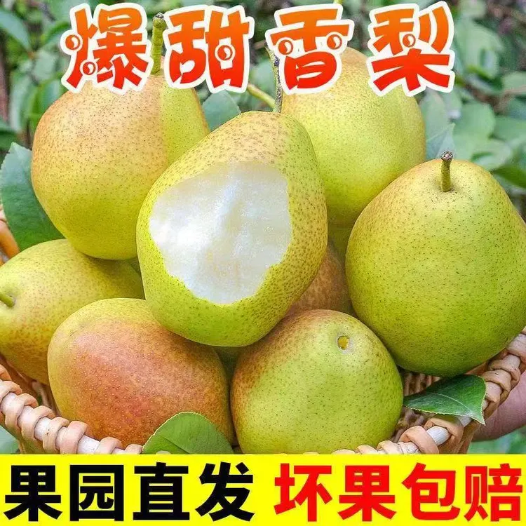 【粉丝福利】头茬红香酥梨酥脆爽口爆甜梨子整箱批发