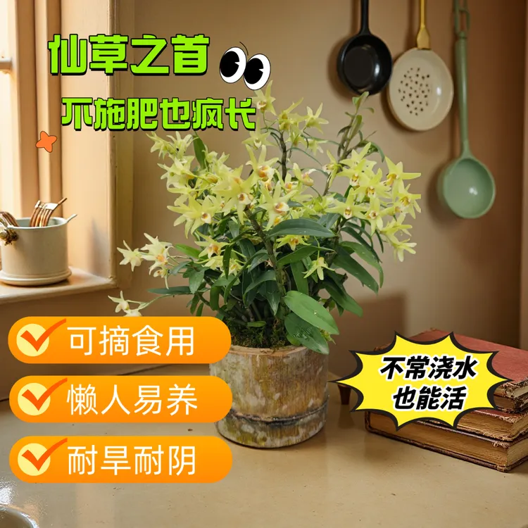 卖一发一绿植微盆景室内外植物趣味庭院茶室种植铁皮石斛兰花苔藓