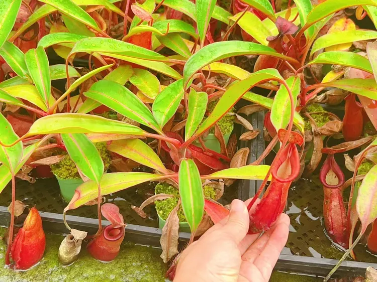 超大猪笼草绿植盆栽捕蝇草食虫室内趣味盆景户外捕虫室内观赏好养