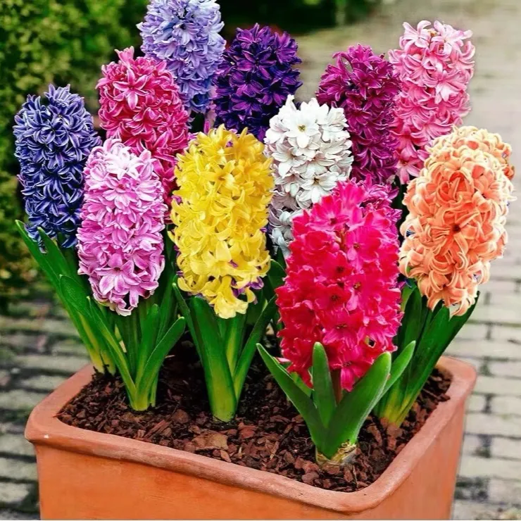 荷兰进口风信子种球大球四季混色水养室内水培植物盆栽花卉种子