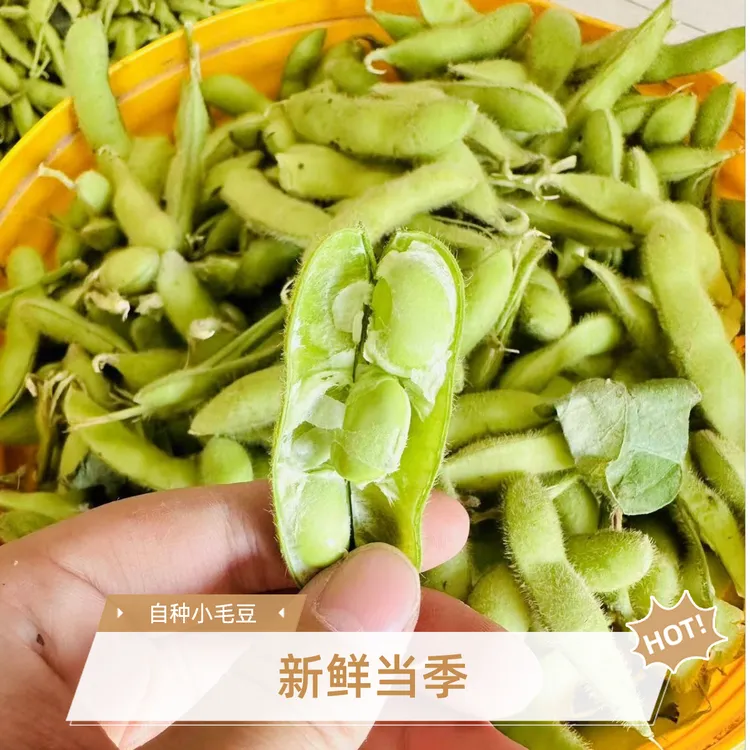 湖北毛豆青豆带壳毛豆农家自种小毛豆毛豆新鲜水煮豆当季新鲜蔬菜