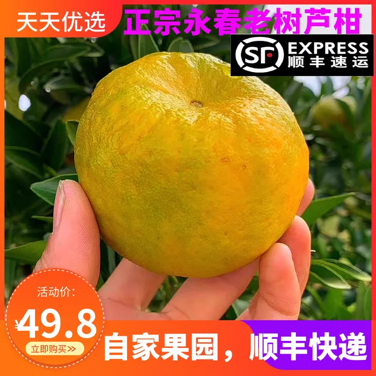 顺丰快递正宗永春芦柑老树椪柑原产地新鲜现摘孕妇水果10斤礼盒装