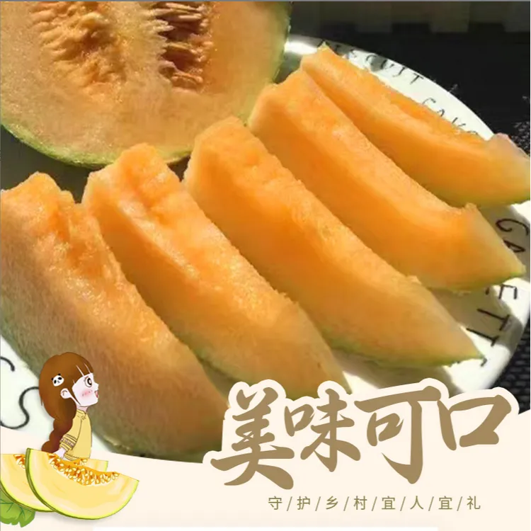 【京东包邮】海南哈密瓜新鲜蜜瓜晓密25号西州密薄皮脆甜当季水果