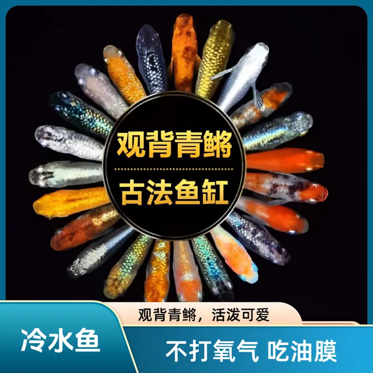 观背青鳉鱼不打氧免加温除油膜适合新手小型冷水观赏鱼古法缸混养