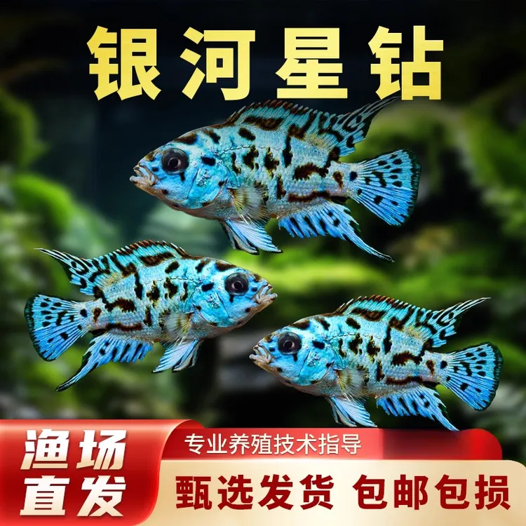银河星钻慈鲷热带观赏鱼活体小型淡水鱼新手好养