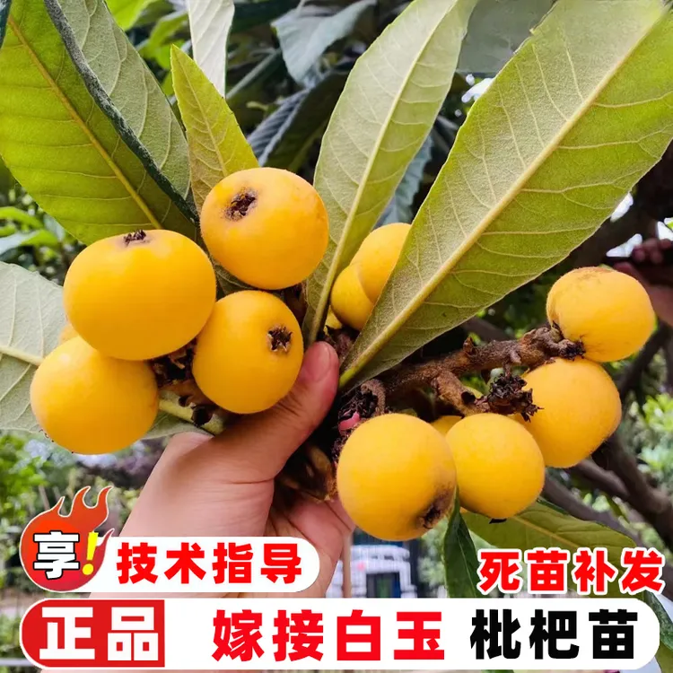 枇杷苗树嫁接东山白玉枇杷树苗白沙枇杷树果苗南北方盆栽地栽果树