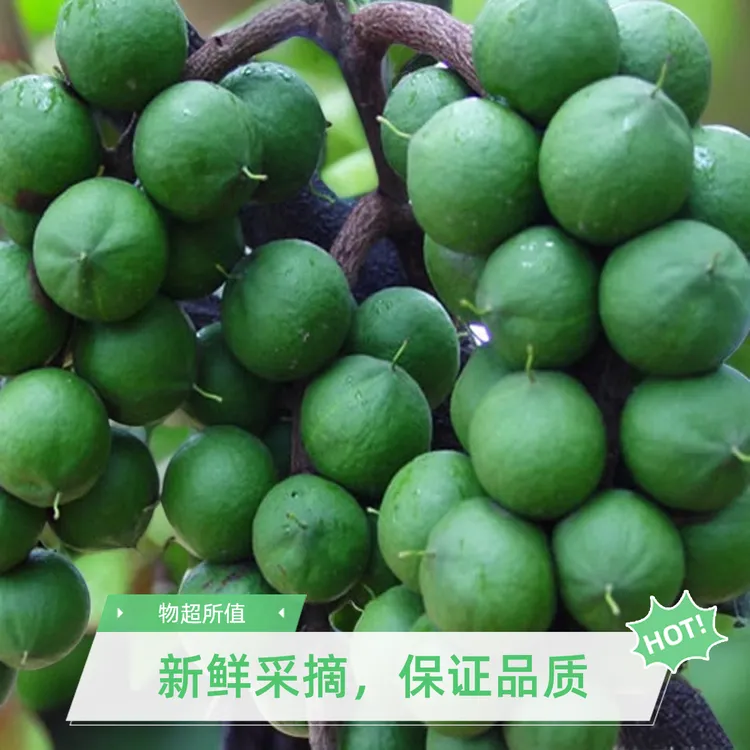 2025云南新鲜夏威夷果新货自然晾晒特大果未开口应季坚果送开口器