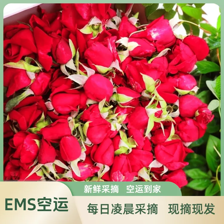 （现摘现发）新鲜墨红玫瑰食用玫瑰花可食用玫瑰花云南墨红玫瑰荞麦