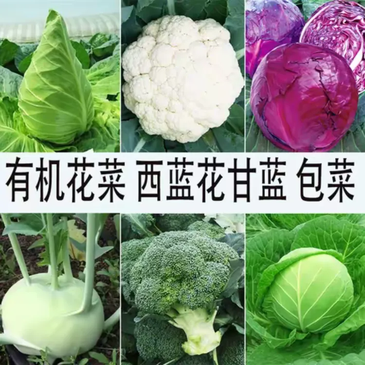 秋冬耐寒蔬菜苗芹菜苗绿紫羽衣甘蓝秧苗黄心大白菜红菜苔菜苗大全